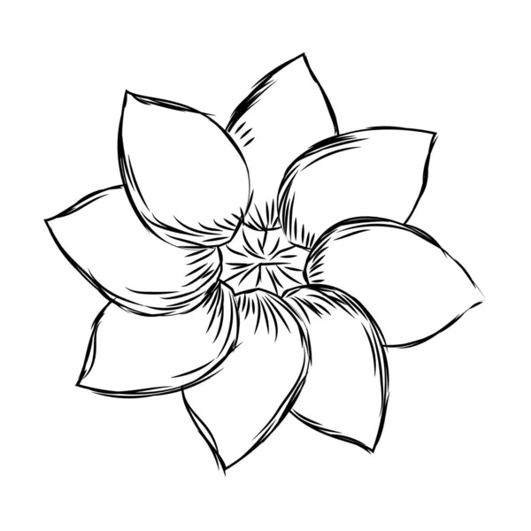 Croquis isolé d'une fleur — Image vectorielle