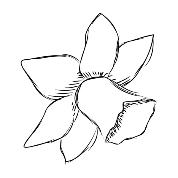 Croquis isolé d'une fleur — Image vectorielle