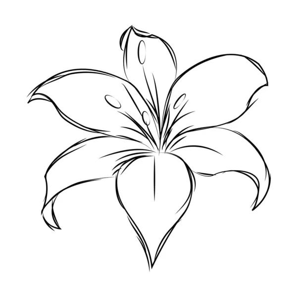 Esbozo aislado de una flor — Vector de stock