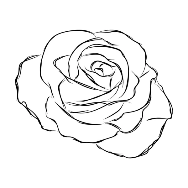 Enskild skiss av en blomma — Stock vektor