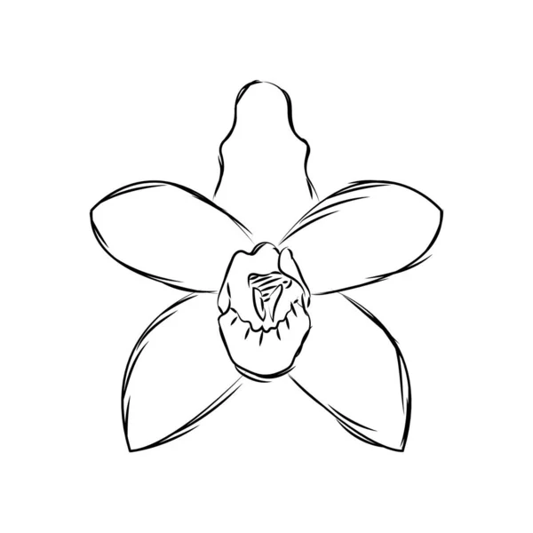 Изолированный набросок цветка — стоковый вектор
