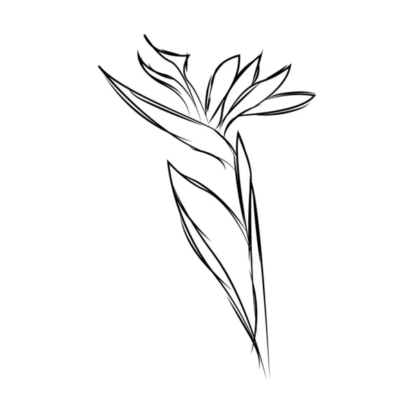 Изолированный набросок цветка — стоковый вектор