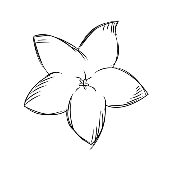 Esbozo aislado de una flor — Vector de stock