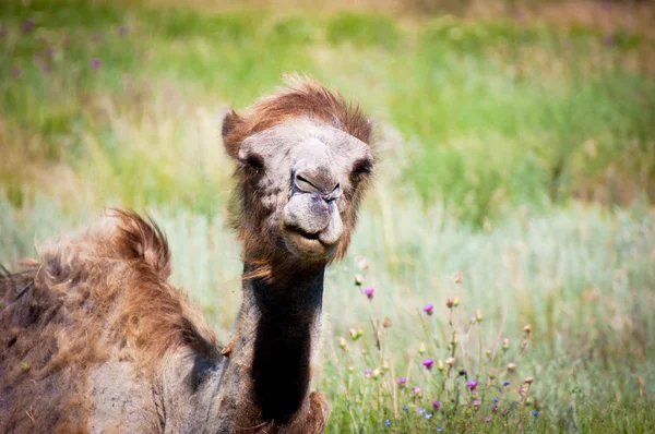 Baktrisches Kamel, Sommer da — Stockfoto