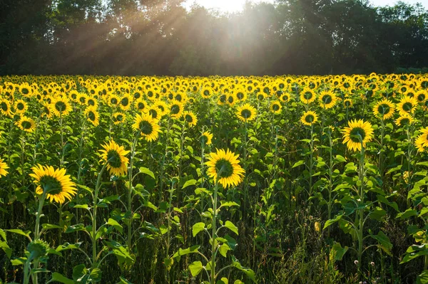 Back of sunflower