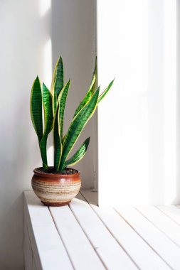 Houseplant pencere üzerinde