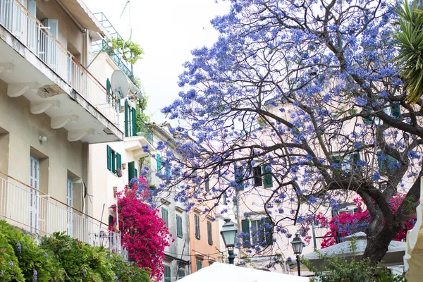 Rua suburbana com casas brancas cheias de árvores verdes e jacarand.Lilac florescimento violeta de jacarand.Purple flores magenta bougainvillaea florescer no fundo de italiano grego velho — Fotografia de Stock