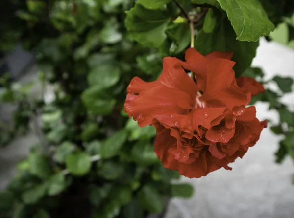 Closeup Blurred Red Hibiscus Flower Green Leaves Refreshing Morning Garden — Stock Photo, Image