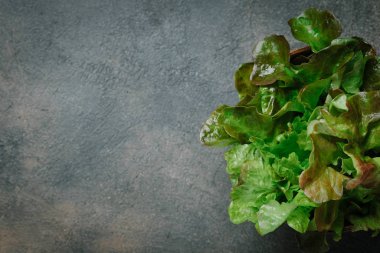 Koyu arkaplanda taze yeşil marul salatası fotokopi alanı