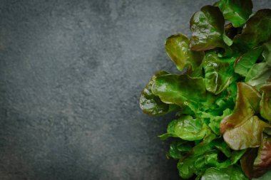 Koyu arkaplanda taze yeşil marul salatası fotokopi alanı