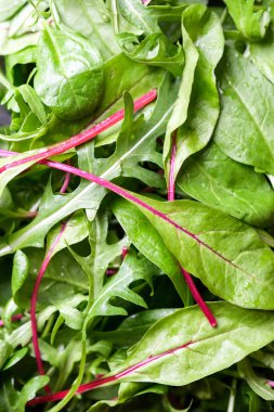 Taze marul yapraklarının karışımı. Üstten yakından bak. Sağlıklı vejetaryen yemekleri.