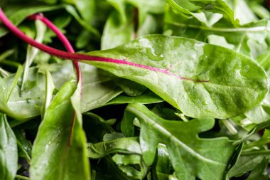 Taze marul yapraklarının karışımı. Üstten yakından bak. Sağlıklı vejetaryen yemekleri.