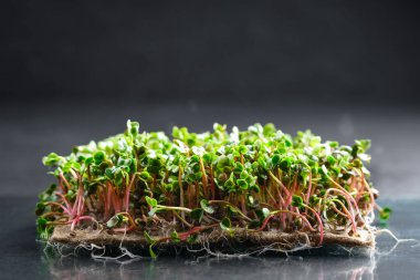 Mikro yeşiller. Karanlık bir arka plan fotokopi alanındaki halının üzerinde turp filizleri. Sağlıklı bir diyet için filizlenen.