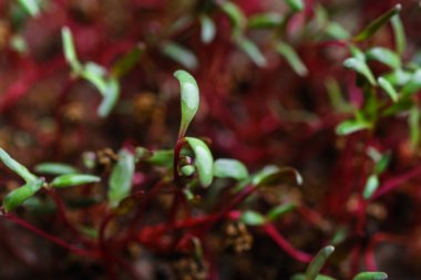 Mikro yeşiller. Koyu bir arka planda, halının üzerinde pancar filizleri. Sağlıklı bir diyet için filizlenen.