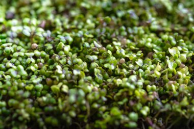 Mikro yeşiller. Karanlık bir arka planda, halıda hardal filizleniyor. Sağlıklı bir diyet için filizlenen