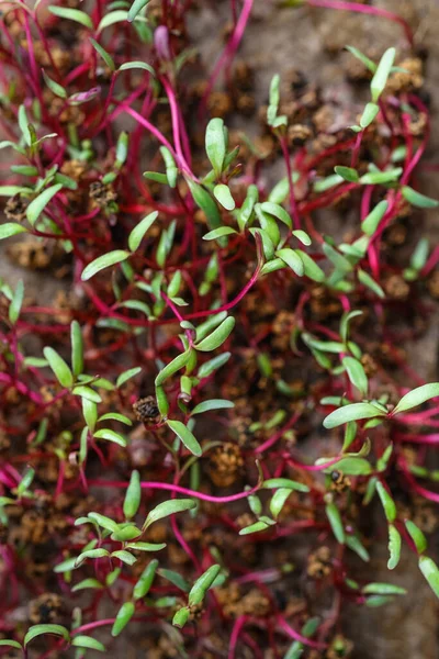 Micro Greens Brotes Remolacha Una Alfombra Sobre Fondo Oscuro Cerca Imagen de archivo