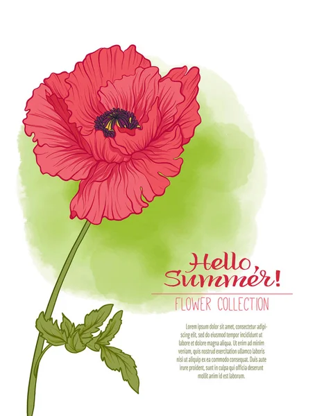 A poppy flower on a green watercolor background. The flowers in — Stock Vector