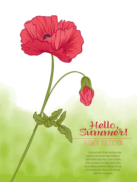 A poppy flower on a green watercolor background. The flowers in — Stock Vector