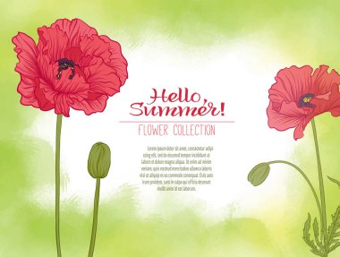 Yeşil suluboya arka plan üzerinde haşhaş bir çiçek. Çiçeklenir