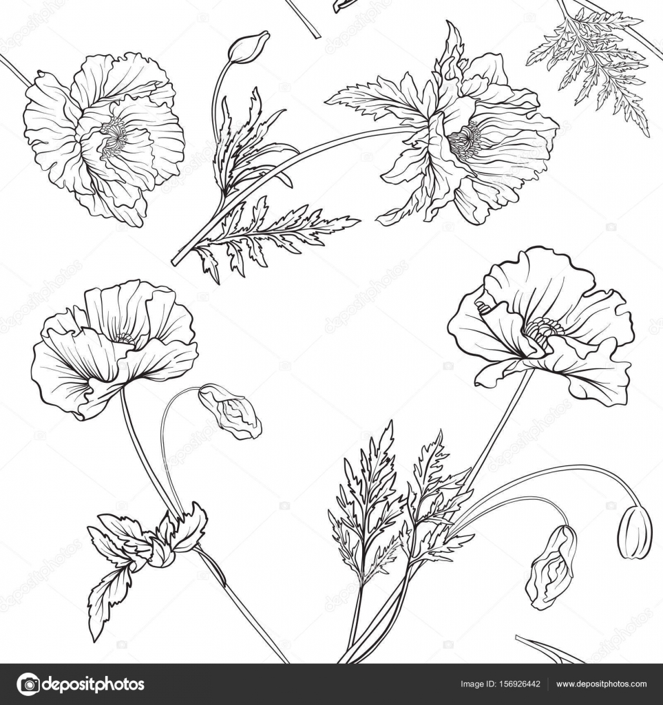 Naadloze Patroon Met Poppy Bloemen In Botanische Vintage Stijl