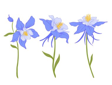 Columbine, aquilegia, çiçek.