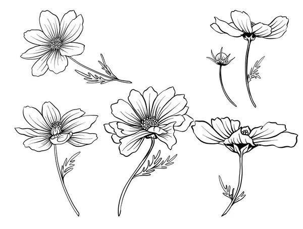 Flores de cosmos. Conjunto de flores de esquema . — Vector de stock