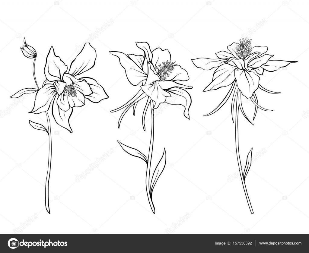 Pictures Outline Flowers Columbine Flowers Set Of Outline Flowers Stock Vector C Elenabesedina 157530392