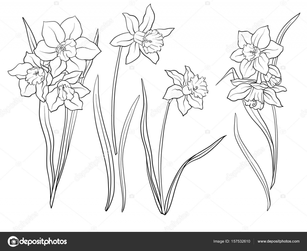 Narcissen Bloemen Set Overzicht Bloemen Stockvector