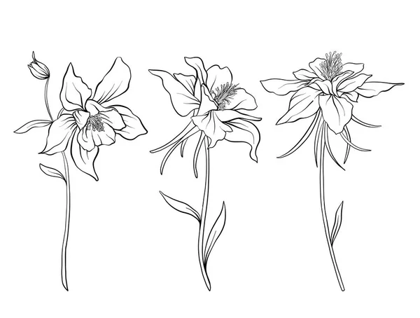 Des fleurs de Columbine. Ensemble de fleurs de contour . — Image vectorielle