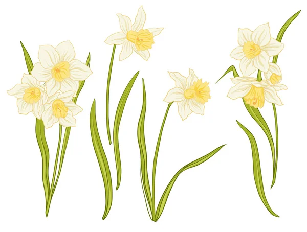 Narcissi flowers. Set of colored flowers. — Stock Vector