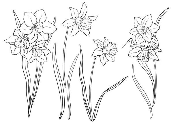 Narcissi çiçekler. Anahat çiçek kümesi. — Stok Vektör