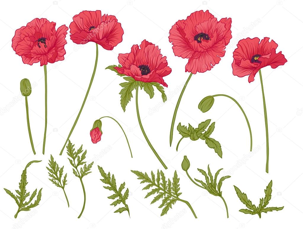 Poppy flowers. Set of colored flowers.