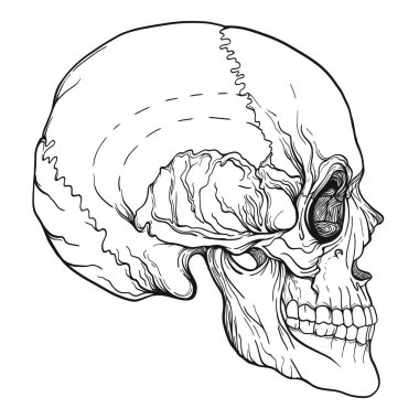 İnsan kafatası gerçekçi el çizimi izole