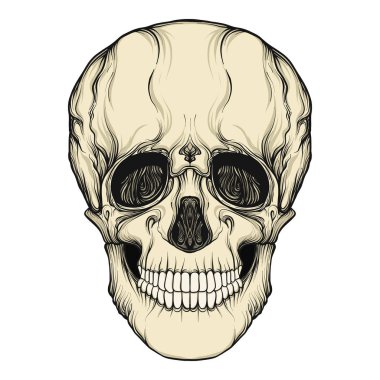 İnsan kafatası gerçekçi el çizimi izole