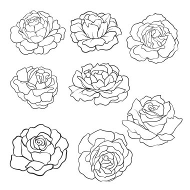 Göl kenarında gül kümesi. Anahat çizme. Stok satırı vektör illustr