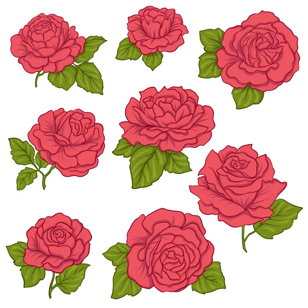 yeşil yaprakları ile izole kırmızı gül ayarlayın. Stok satırı vektör