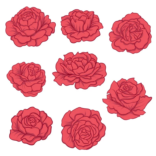 İzole kırmızı gül ayarla.