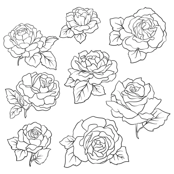 Set of Isolated rose. Outline drawing. Stock line vector illustr — Stock Vector