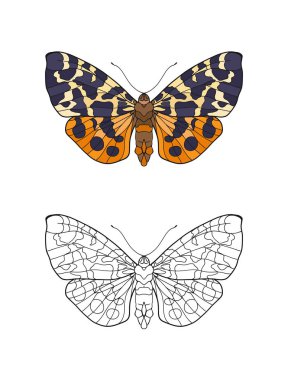 Renkli dizi ve anahat kelebek.