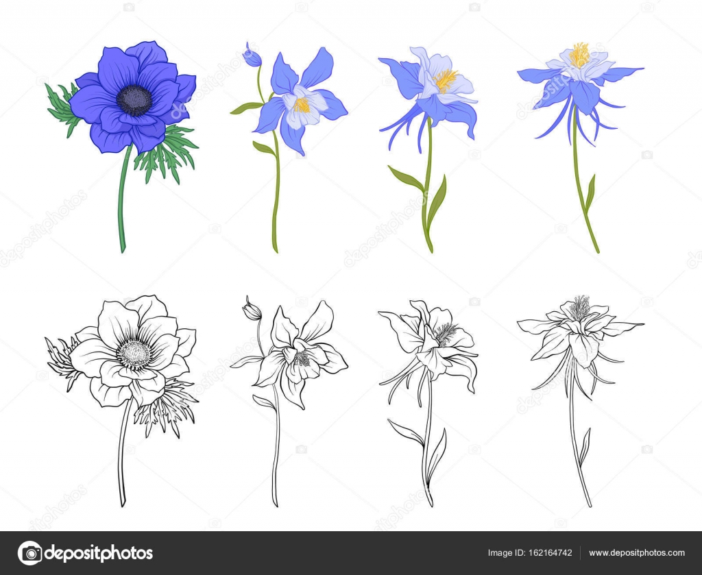 Columbine, aquilegia, anemone flowers. 12
