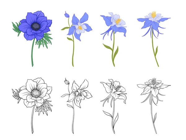 Columbine, aquilegia, anemone květiny. — Stockový vektor