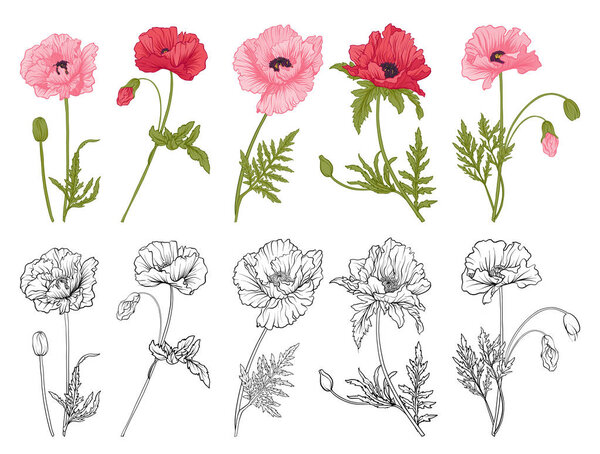 Ручной рисунок мака
.