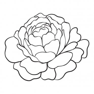 İzole rose. Anahat çizme. Hisse senedi vektör çizim.