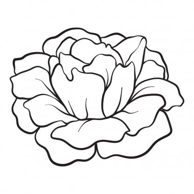 İzole rose. Anahat çizme. Hisse senedi vektör çizim.