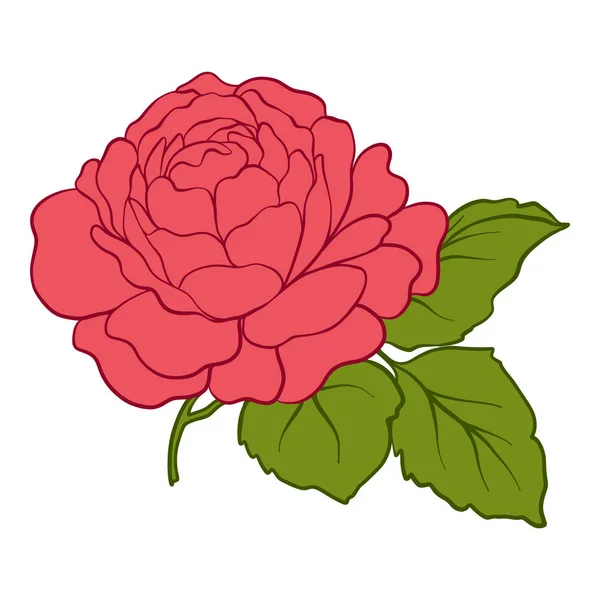 Rosa rossa isolata con foglie verdi. Illustrazione vettoriale linea di scorta — Vettoriale Stock