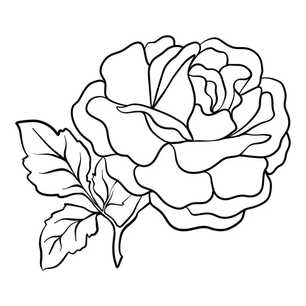 İzole rose. Anahat çizme. Hisse senedi vektör çizim.