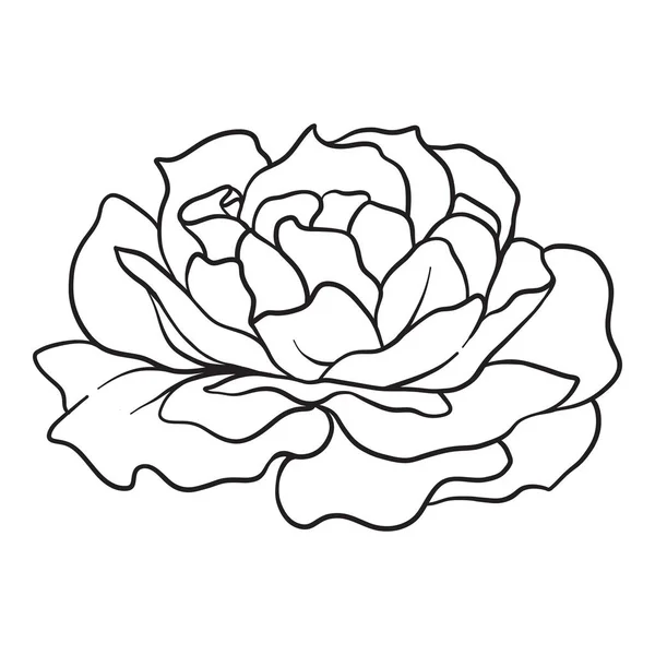 Изолированная роза. Рисунок контура. Векторная иллюстрация . — стоковый вектор