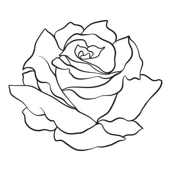 Rose isolée. Schéma. Illustration vectorielle de stock . — Image vectorielle