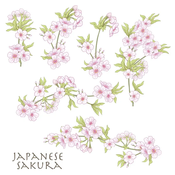 Ramo de flores de cereja, cereja japonesa. Linha de estoque vetor il — Vetor de Stock