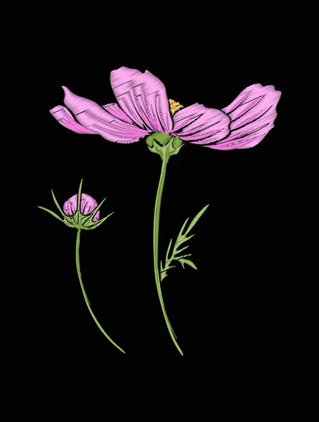 Cosmos flor para bordado em estilo de ilustração botânica em — Vetor de Stock